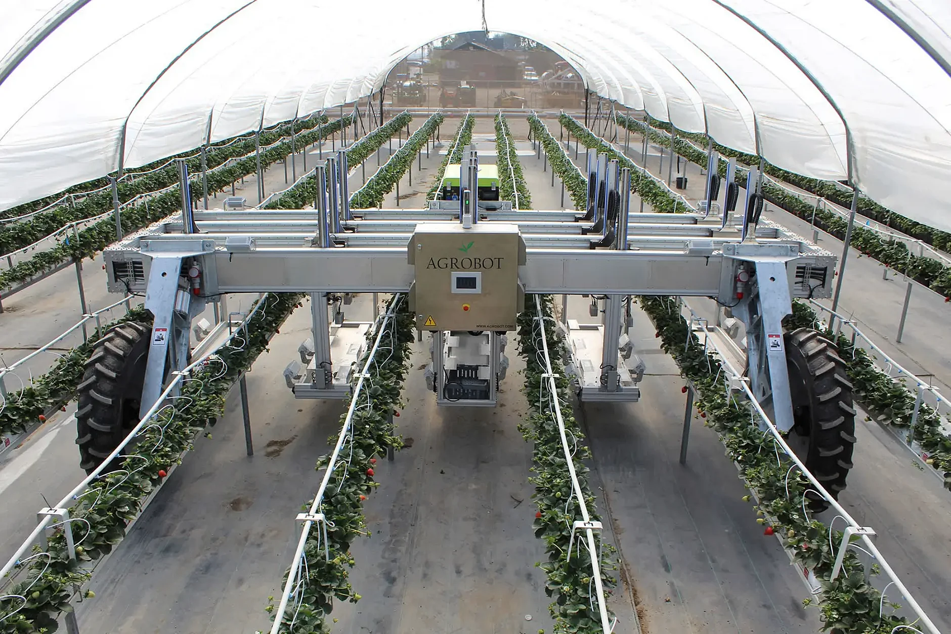 Le robot AGROBOT récolte automatiquement les fraises mûres.