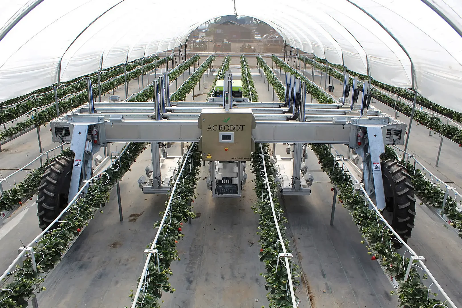 Le robot AGROBOT récolte automatiquement les fraises mûres.