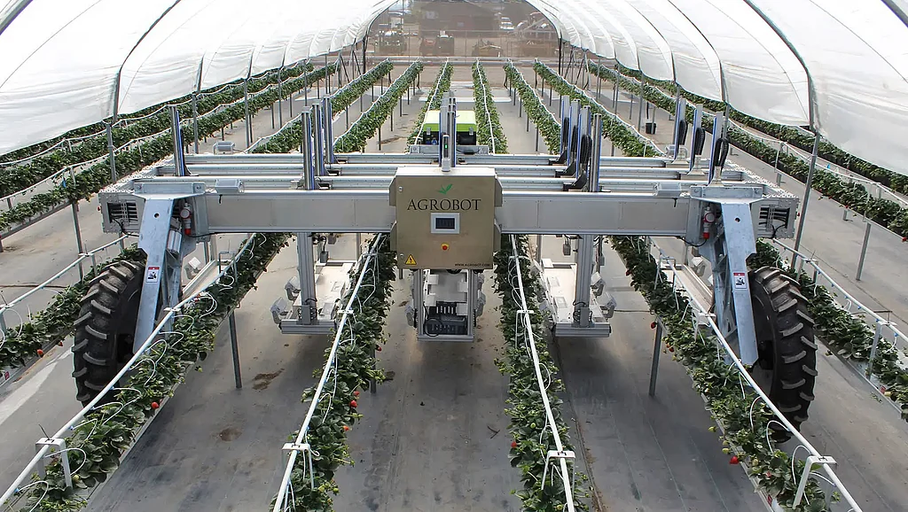 The AGROBOT strawberry robot automatically harvests ripe berries.